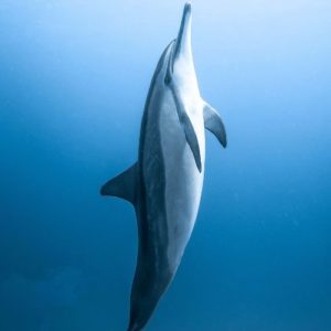 Activité Dauphin Zanzibar